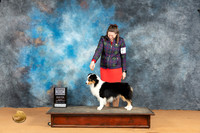 Miniature American Shepherd #27 Mon SMG Judge Carolyn Herbel