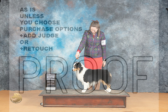 Miniature American Shepherd #27 Mon SMG Judge Carolyn Herbel_JP_1769_Glen Rose_2024_HR3