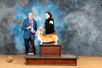 Pembroke Welsh Corgi #16 BOWWBM Judge Desmond Murphy