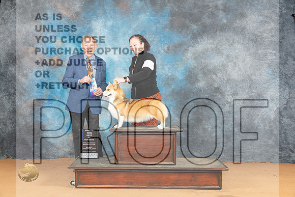 Pembroke Welsh Corgi #16 BOWWBM Judge Desmond Murphy_JP_1799_Glen Rose_2024_HR3