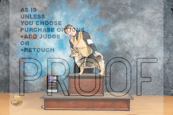 Swedish Vallhund #15 WDM Judge Pat Trotter_JP_1745_Glen Rose_2024_HR3