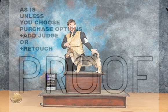 Swedish Vallhund #15 WDM Judge Pat Trotter_JP_1750_Glen Rose_2024_HR3