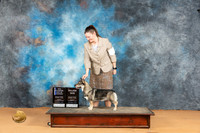 Swedish Vallhund #8 Mon BOWMCh Judge Pat Trotter