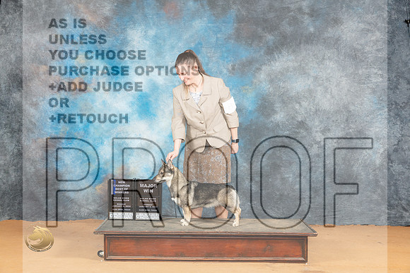 Swedish Vallhund #8 Mon BOWMCh Judge Pat Trotter_JP_1823_Glen Rose_2024_HR3