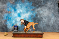 Vizsla #16 Mon BOW Judge Desmond Murphy