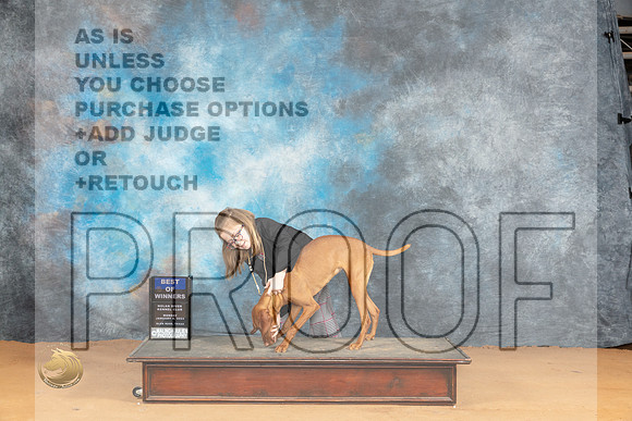 Vizsla #16 Mon BOW Judge Desmond Murphy_JP_1634_Glen Rose_2024_HR3