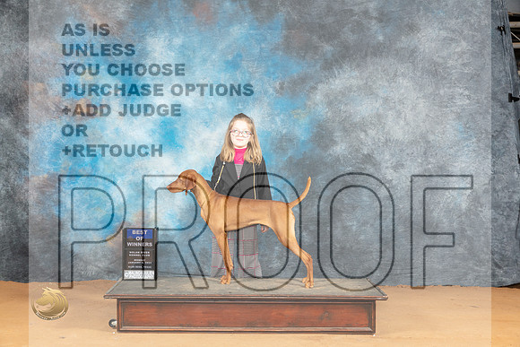 Vizsla #16 Mon BOW Judge Desmond Murphy_JP_1636_Glen Rose_2024_HR3