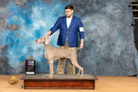 Weimaraner #6 Mon WBM Judge Desmond Murphy