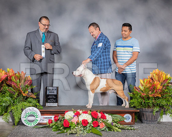 American Staffordshire Terrier #5 Thurs SD MAJ 5pt Judge Chuck Nelson_SSR_3247_Hstn2019_HR3