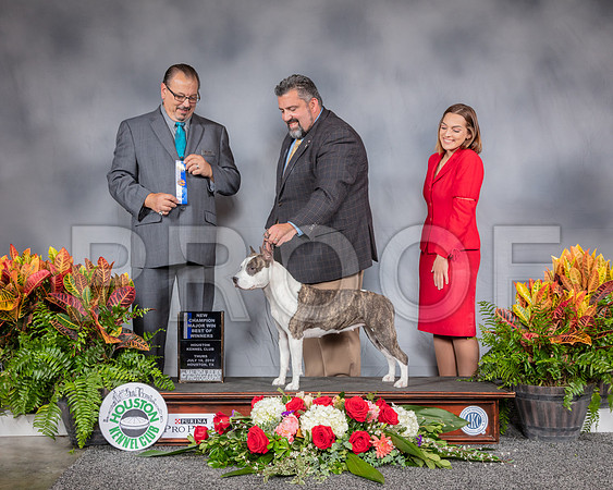 American Staffordshire Terrier #6 Thurs WB BOW NC MAJ Judge Chuck Nelson_SSR_3260_Hstn2019_HR3