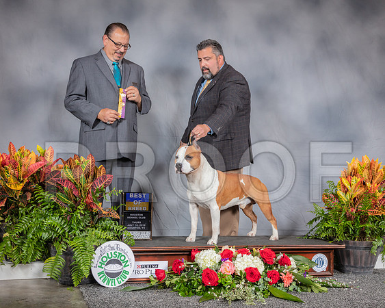 American Staffordshire Terrier #7 Thurs BOB Judge Chuck Nelson_SSR_3258_Hstn2019_HR3