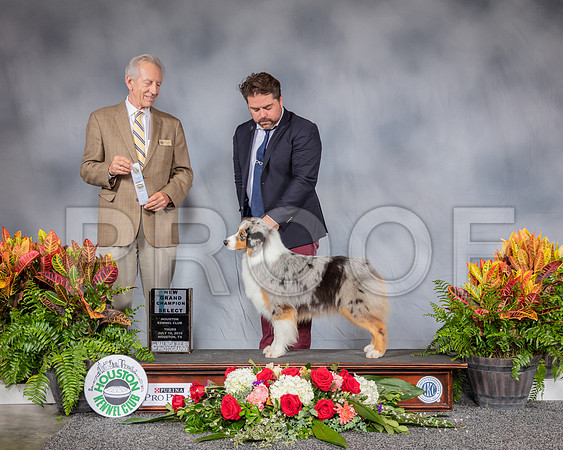 Australian Shepherd #64 Thurs NGC Select MAJ Judge Jimmy Moses_SSR_3287_Hstn2019_HR3