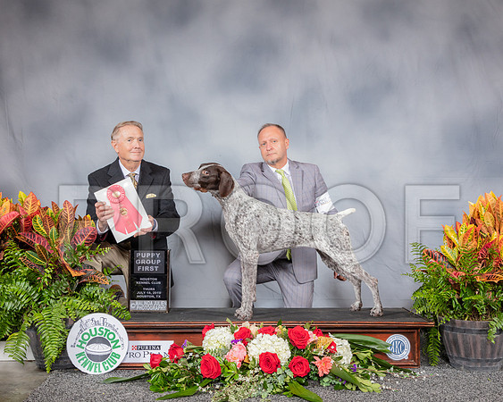 German Shorthaired Pointer #14 Thurs G1 Pup Judge Chris Neil_SSR_3404_Hstn2019_HR3