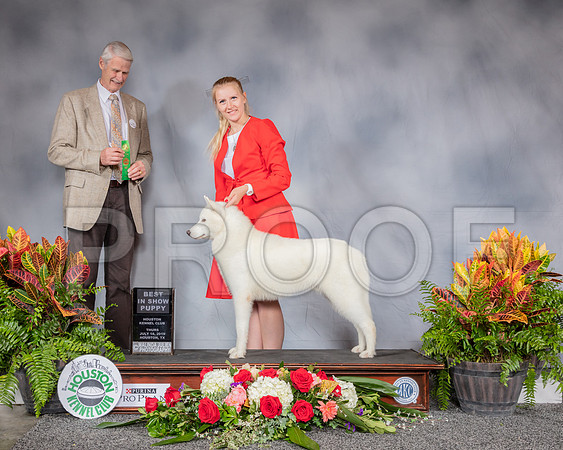 Siberian Husky #9 Thurs Best Pup Judge Jon Cole_SSR_3424_Hstn2019_HR3