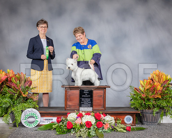 West Highland White Terrier #24 Thurs Best Pup Judge Rosalind Kramer_SSR_3120_Hstn2019_HR3