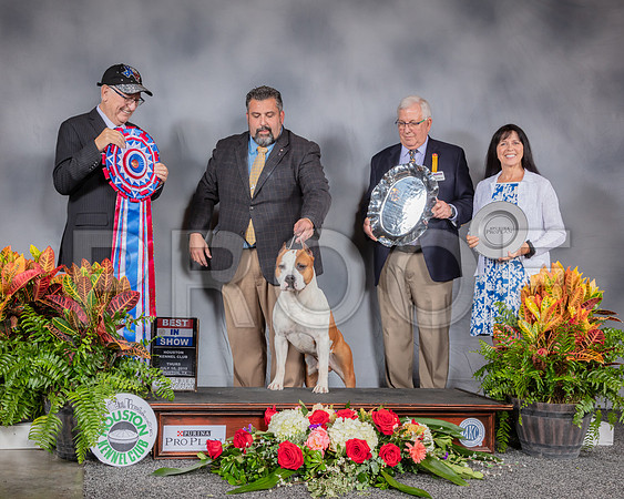 American Staffordshire Terrier #7 Thurs BIS Judge Johnny Shoemaker_SSR_3500_Hstn2019_HR3