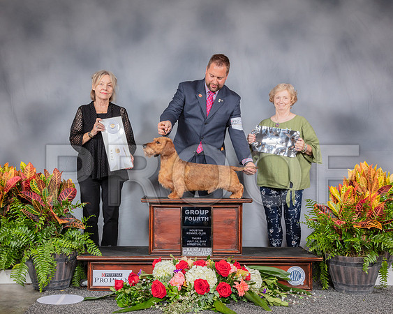 Dachshund Wire Haired #19 Thurs G4 Judge Helen Stein_SSR_3486_Hstn2019_HR3