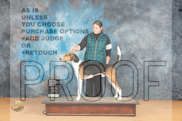American Foxhound #5 Mon OHG4 Judge Carolyn Herbel_JP_2065_Glen Rose_2024_HR3