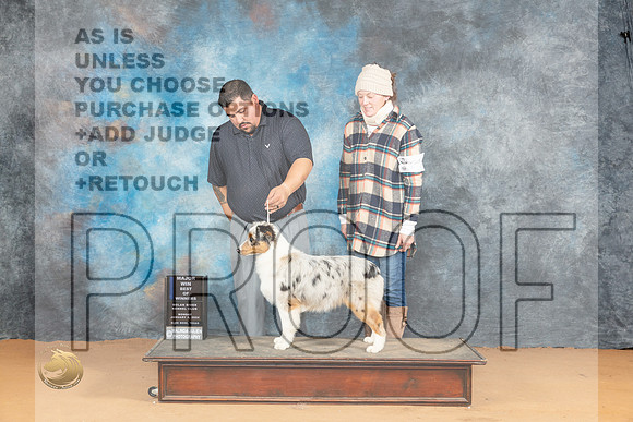 Australian Shepherd #20 Mon WBBOWM Judge Pat Trotter_JP_2009_Glen Rose_2024_HR3