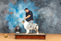 Australian Shepherd #31 Mon BOSM Judge Pat Trotter