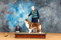 Australian Shepherd #43 Mon WDCH Judge Pat Trotter