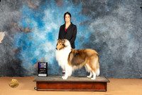 Collie Rough #15 Sun WDM Judge Pat Trotter