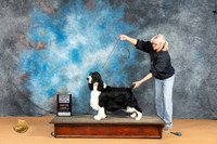 English Springer #15 Sat SD Judge Nena Dee