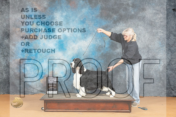 English Springer #15 Sat SD Judge Nena Dee_JP_2052_Glen Rose_2024_HR3