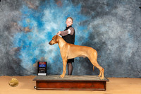 Rhodesian Ridgeback #19 Sun WDBOS Judge Steve Keating
