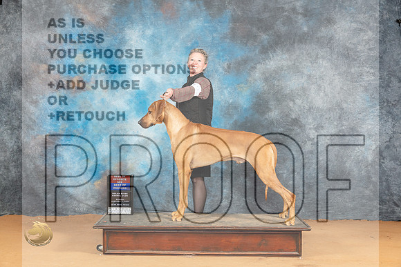 Rhodesian Ridgeback #19 Sun WDBOS Judge Steve Keating_JP_1954_Glen Rose_2024_HR3