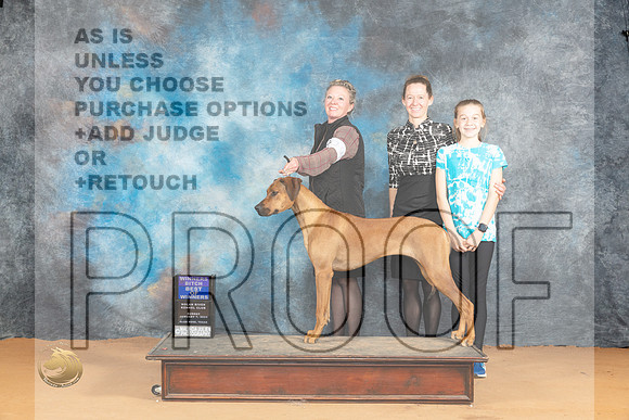 Rhodesian Ridgeback #18 Sun WBBOW Judge Steve Keating_JP_1963_Glen Rose_2024_HR3