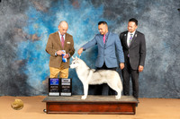 Siberian Husky #15 Mon WDBOW Judge Butch Schulman