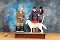 Siberian Husky #16 Mon WBM JUdge Butch Schulman