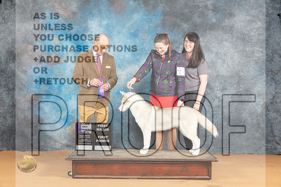 Siberian Husky #16 Mon WBM JUdge Butch Schulman_JP_1965_Glen Rose_2024_HR3