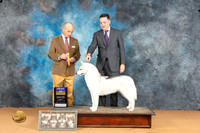 Siberian Husky #18 Mon BOB Judge Butch Schulman