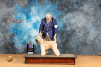Soft Coated Wheaten Terrier #12 Mon WBCH Judge Carolyn Herbel