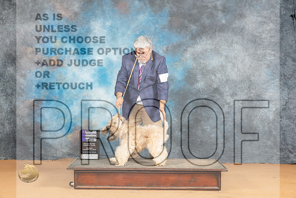 Soft Coated Wheaten Terrier #12 Mon WBCH Judge Carolyn Herbel_JP_2062_Glen Rose_2024_HR3