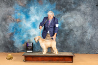 Soft Coated Wheaten Terrier #16 Sat WBCH Judge Butch Schulman