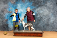 Whippet #18 Mon G3 Judge Pat Trotter