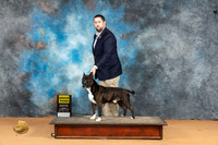 American Staffordshire Terrier #5 Mon G4 Judge Butch Shulman