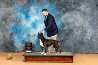 American Staffordshire Terrier #5 Mon OHG3 Judge Norbert Dee