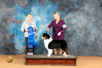 Australian Shepherd #40 Mon G1 Judge Edy Blum