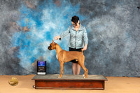 Boxer #5 Sun WDBOW Judge Butch Schulman