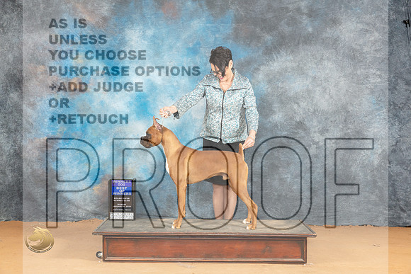 Boxer #5 Sun WDBOW Judge Butch Schulman_JP_2175_Glen Rose_2024_HR3