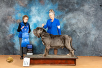 Neopolitan Mastiff #5 Mon G1 Judge Pat Trotter