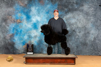 Poodle Std #19 Mon BOWM Judge Nena Dee