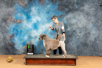 Portuguese Water Dog #6 Mon OHG2 Judge Carolyn Herbel
