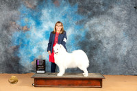 Samoyed #7 OHG1 Judge Carolyn Herbel