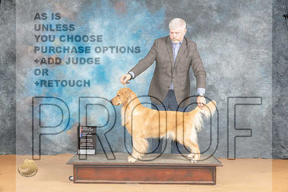 Golden Retriever #? Sat BOWBOS Judge Nena Dee_JP_2201_Glen Rose_2024_HR3