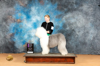 Old English Sheepdog #8 Mon OHG1 Dr Norbert Dee